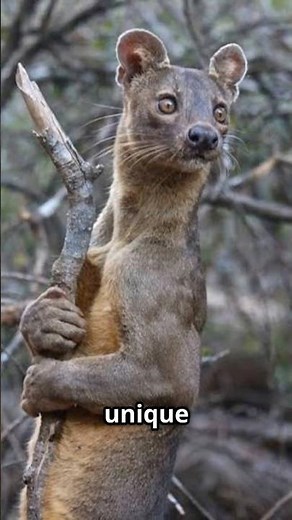 The Fossa: Madagascar's Mysterious Predator