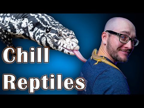 Top 5 Chill, Easy Handling Reptiles