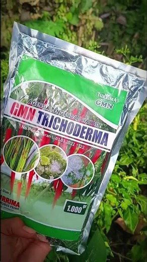 Trichoderma Harzianum, Fungisida Obat Layu Fusarium, Jangan Abaikan Penyakit Tanah