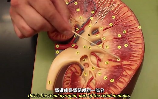肾的解剖结构 | Kidney Anatomy
