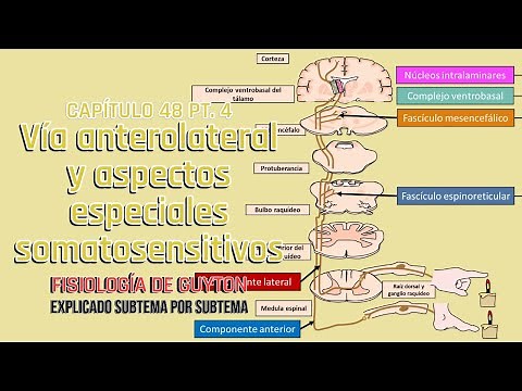 CAP 48 4/4: Vía anterolateral y aspectos especiales somatosensitivos l Fisiología de Guyton
