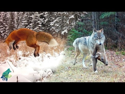 Amazing rare moments from the Northwoods!