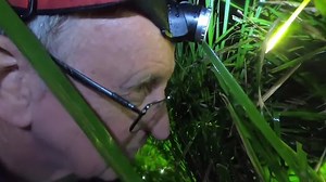 Frog whisperer: Australian scientist speaks to frogs