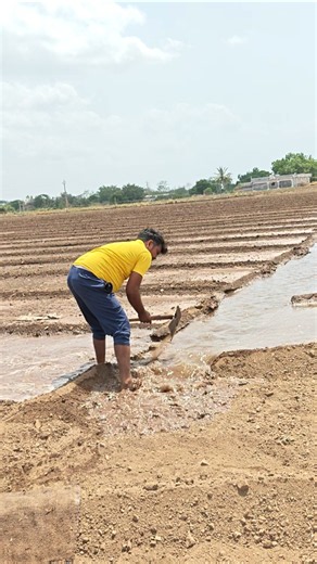 Village peanut cultivation preparation | Groundnut farming #shorts