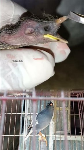 Worm infested bird rescue restoring health and saving a fragile wild life.