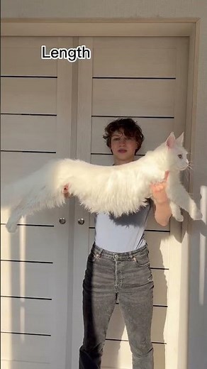 How big is a Maine Coon cat?