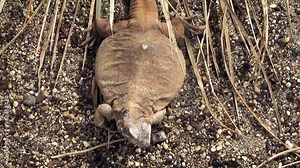 Common chuckwalla (Sauromalus ater) sunbathing in a desert environment, view from above