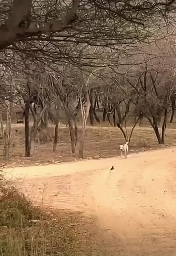 Leopard Attack on Dog: When Wildlife Encounters Domestic Pets