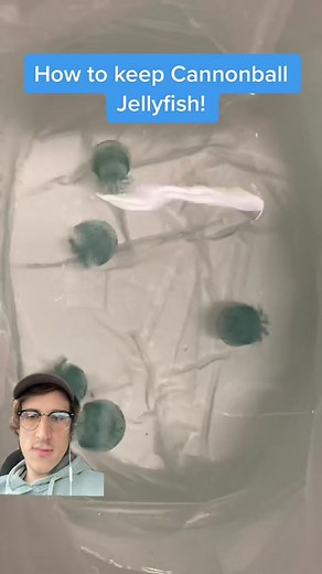Caring for Blue Cannonball Jellyfish at Home