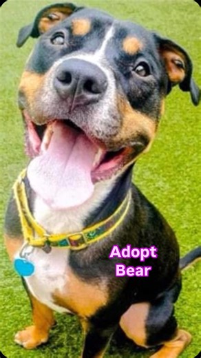 31 reactions | Fort Lauderdale, FL – No Kill Shelter: Abandoned Pet...