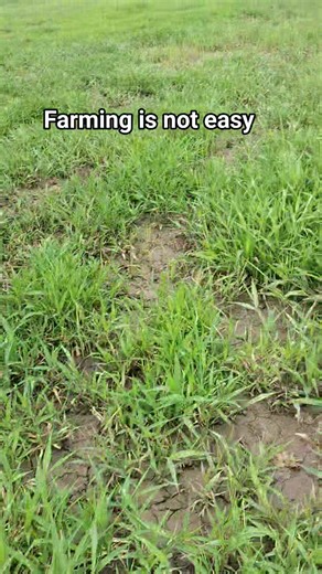 3.3K views · 6 comments | Disadvantages of farming | Nkem Amaka | Facebook