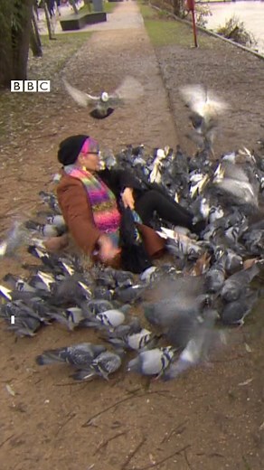 28K views · 246 reactions | Meet the woman who wants us to learn to love pigeons!  | BBC East Yorkshire | Facebook
