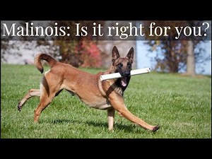 Belgian Malinois | Is It Right For You?
