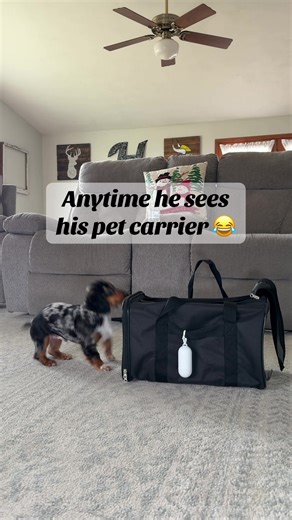 Traveling with Dogs: Tips for Using Pet Carriers