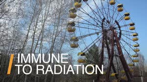 This Chernobyl Creature Shows Surprising Radiation Resistance.mp4