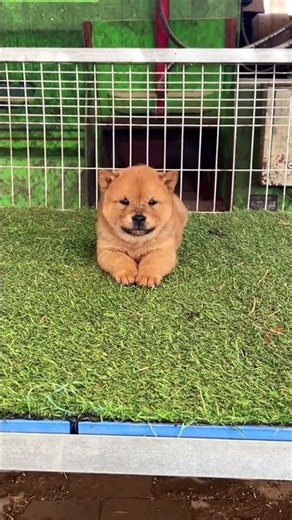 The Most Adorable Puppy, Best Baby Dog Video#pets #puppy #animals #cute #cutepup #chiweenie #pawfect