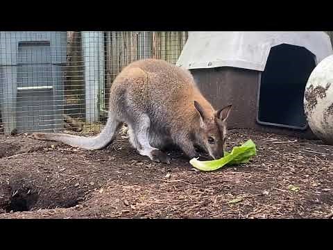 Home Safari - Wallaby Joey - Cincinnati Zoo