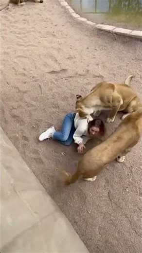 Woman Falls into Lion Enclosure | Terrifying Zoo Moment 🦁⚠️ #Shorts #lion