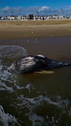 Dead, "bloated" baby whale found washed ashore on Newport Beach