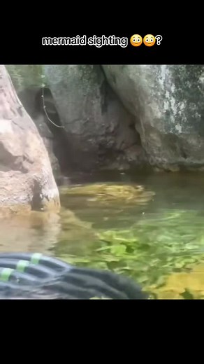 Mermaid Sighting: Truth Behind the Myth
