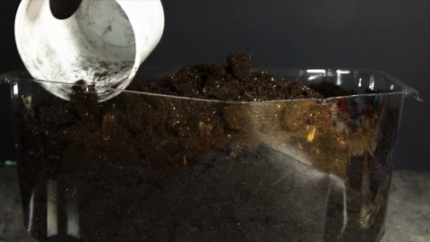 Growing calabash bottle gourd from seeds time-lapse (fail)