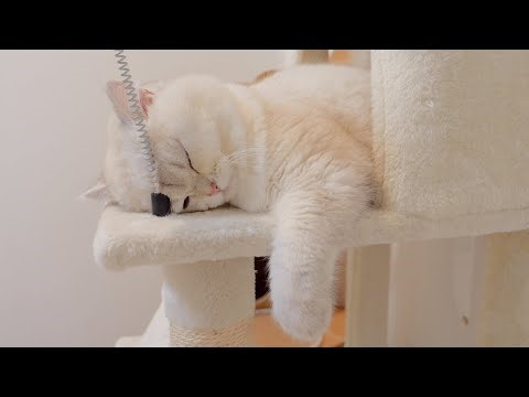 Here is the daddy cat, who is exhausted from raising his kittens after they left.