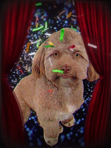 the kid is an inveterate ♾️ veteran 🪖 #freestylerap #talkingdog