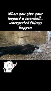 Here’s what one of keepers got up to when we had snow at the zoo…. Bagheera really enjoyed her snowball❄️🥶💙 #snowball #leopard #blackleopard #bigcat #blackleopards #visitorattraction #openallyear #winteropening #northdevon #devon #devonlife | Exmoor Zoo