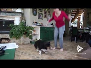 Viral Video UK: Corgi plays skipping game