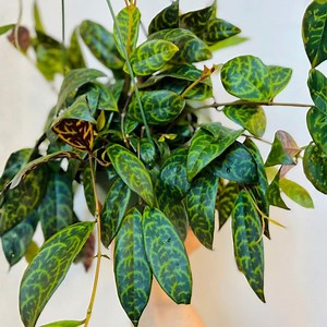 Black Pagoda Lipstick Plant – Aeschynanthus Longicaulis Zebra Vine Live Houseplant in 4” Pot - Etsy