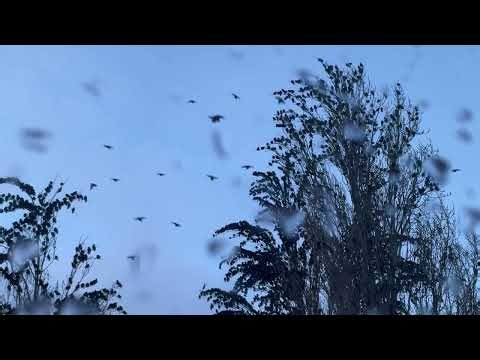 A flock of birds in a tree