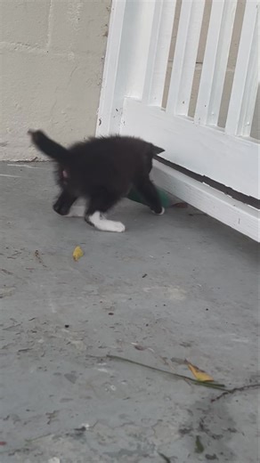 1.1K views · 60 reactions | Fundraiser for Sinclair: We need to raise $62.37 for Sinclair. His tail fell off, it must have been injured when his paw was injured. Please share and donate if you can. (The vet shaved the very end of it to prevent infection.) https://www.paypal.com/cgi-bin/webscr?cmd=_s-xclick&hosted_button_id=ERVVBGVFF7CT6&source=url | Doggy Daze Boarding & Rescue | Facebook