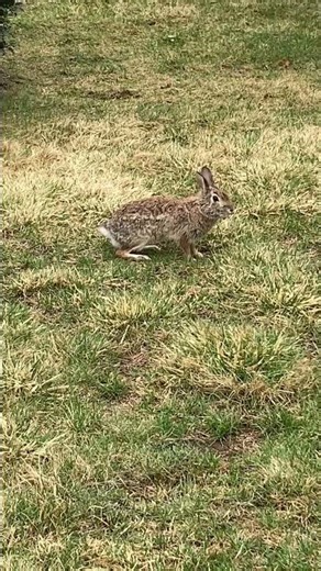 Wild Cottontail Rabbits JUMPING & HOPPING AROUND #nature #wildlife #animals #shortvideo #shorts