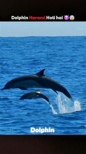 Cute Dolphins Are Not Really Cute 😈 #shorts