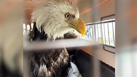 Bald eagle being treated in NJ after rescue from Hudson River ice