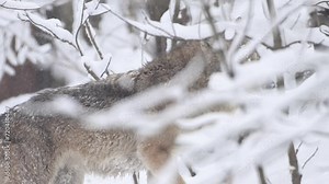 Female Gray wolf gracefully walks through a snowy forest, leaving footprints in the snow as it navigates the wintry landscape.