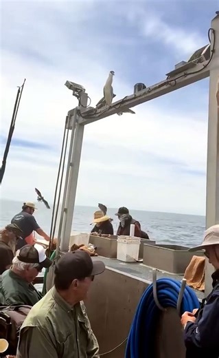 Un oiseau lutte avec un poisson encore vivant dans son ventre