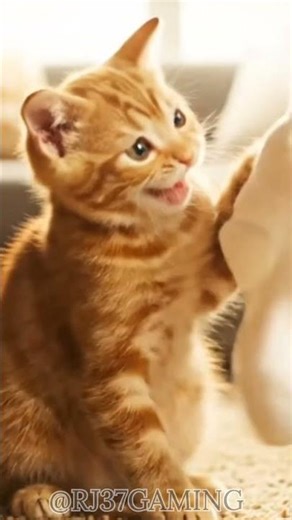 Sock Puppet show 🧦