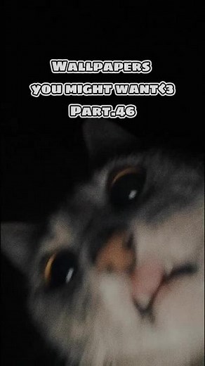 Cat Wallpapers for Your Enjoyment