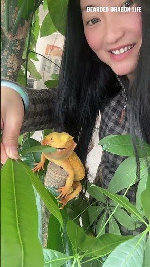 Satisfying ASMR Eating Bearded Dragon🦎#reptiles #beardeddragon #asmr #lizard