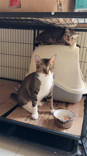 Hai nhỏ này vẫn phẻ nheng mấy Mom #meowisthebest | meow