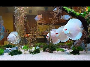 Gorgeous White Discus Fish Tank | Beautiful Freshwater Discus Aquarium