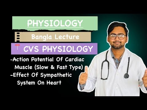 Action Potential Of Cardiac Muscle (slow and fast) | Effect of Sympathetic System| Cvs Physiology