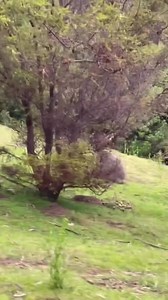 Wombat zoomies 🐻🤣❤️ Check out this gorgeous footage thanks to Tasmanian Walking Company who says: “Anyone else trying to work off their Christmas food?! Sam Dessen brilliantly captured this excited little wombat zooming around Maria Island.” You can also follow Tasmanian Walking Company and Sam via Instagram 👇 Tasmanian Walking Company: www.instagram.com/taswalkingco Sam: www.instagram.com/samdessen 🎼🎹 Scott Dugdale – Quirky Bossa (Instrumental) We love to share your Tassie videos, photos a