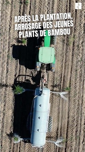 Plantation et arrosage des plants de bambou