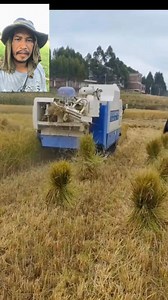 Walang Ng problema sa pag ipon Ng dayami #rice #viralreels #viralvideo | Ka Supang Channel