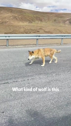 Discover 7 Unique Types of Wolves