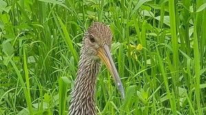 Name this bird and what it mostly eats! NO CHEATING! 😁 #datlouisianalife #Louisiana #cajun #swamp | Dat Louisiana Life