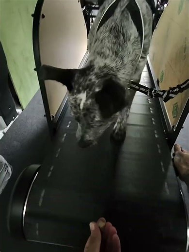 Canine Cardio- Stella’s First Workout!