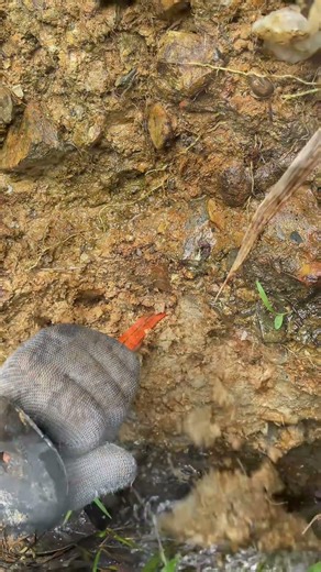 The gold on the riverside detected by the search radar is really good today's results